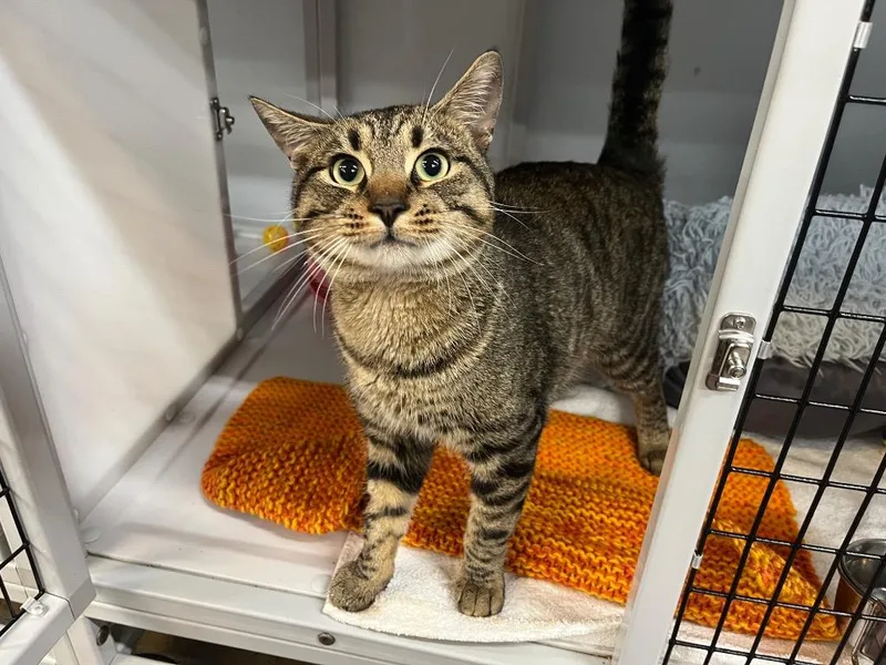 Peso Pluma thumbnail 4