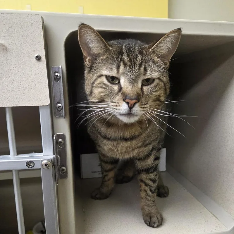 Dos Equis Aka "trixie"