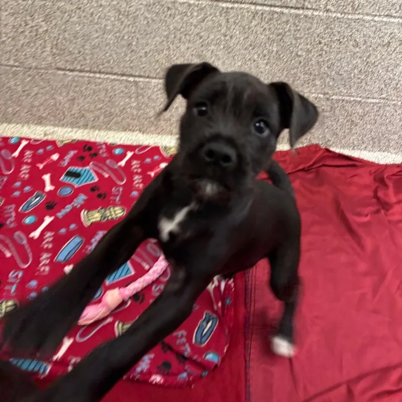 A baby medium-sized male Black Mixed Breed dog named Scruffle for adoption in Washington Township, OH