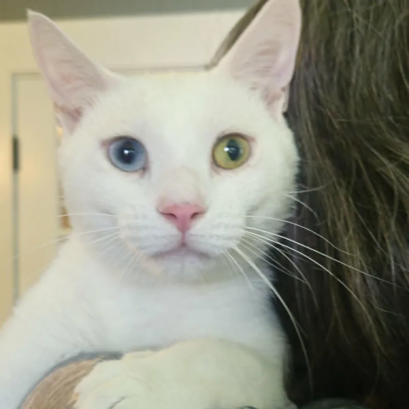 A young medium-sized male White Domestic Short Hair cat named Beckett  Perfect Companion for adoption in Rochester, NY