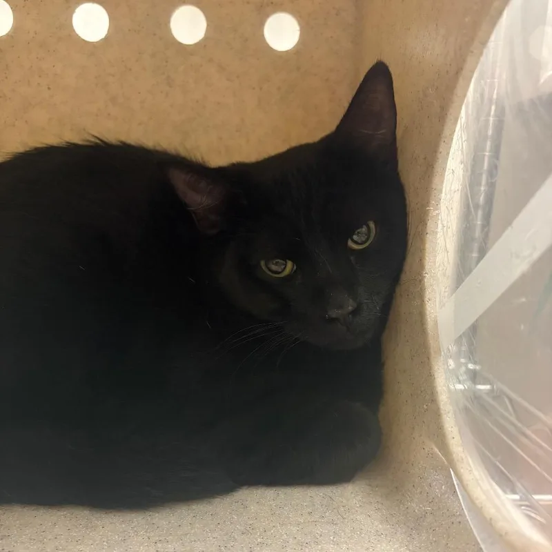 A young medium-sized male Black Domestic Medium Hair cat named Cauldron for adoption in Reno, NV