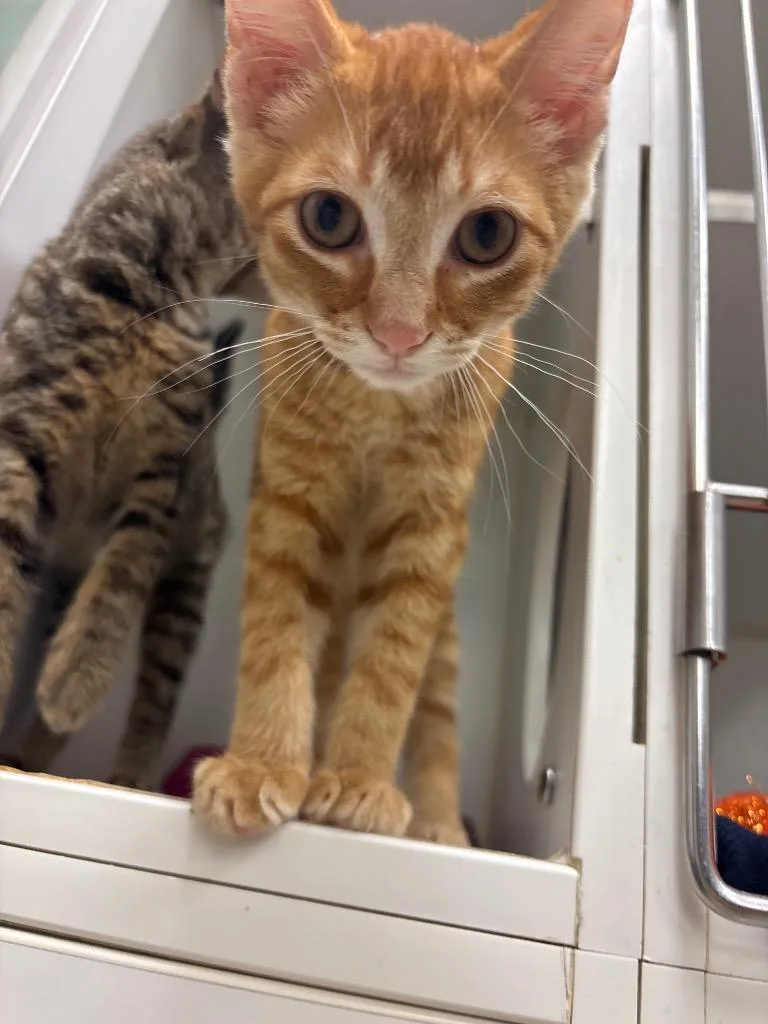 A baby medium-sized male Domestic Short Hair cat named Milo for adoption in Johnson City, TN