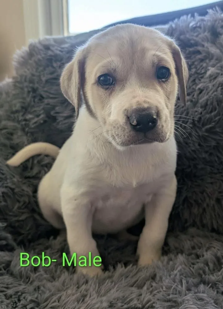 A baby large-sized male Great Pyrenees dog named Bob for adoption in Cheektowaga, NY