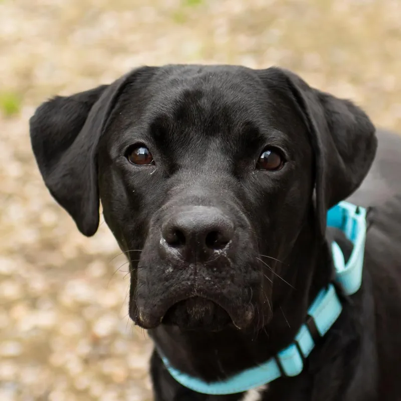 A young large-sized male Black Black Labrador Retriever dog named Finn for adoption in Middletown, RI