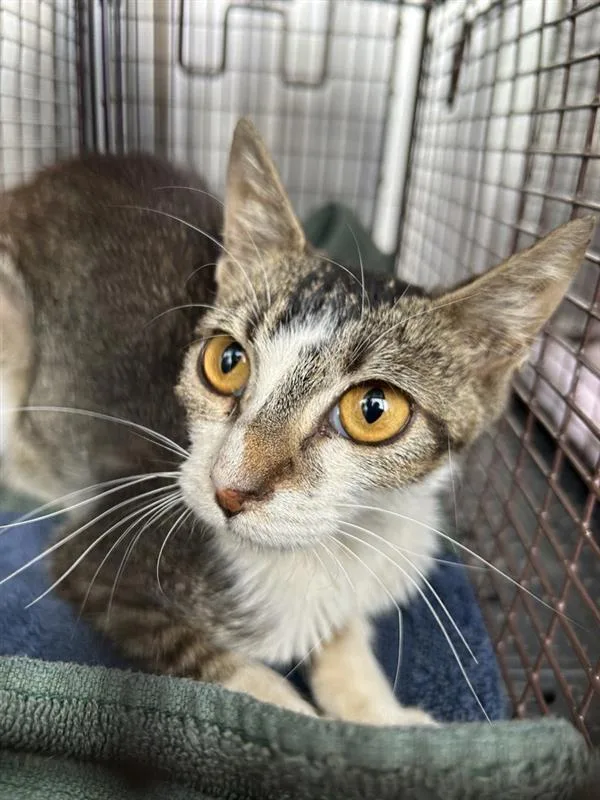 A young small-sized female Domestic Short Hair cat named Acorn for adoption in Austin, TX