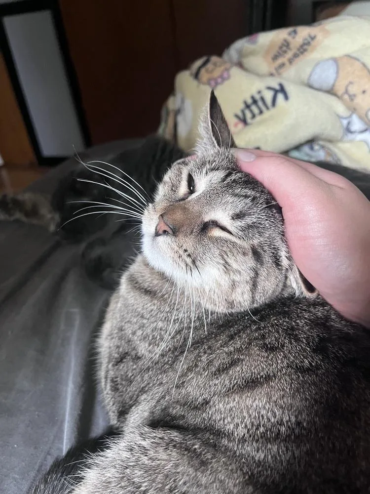 An adult medium-sized female Brown / Chocolate Domestic Short Hair cat named Tortellini for adoption in Anoka, MN