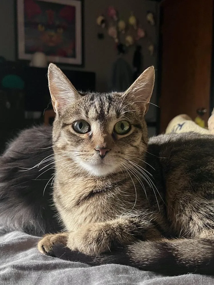 Tortellini thumbnail 2