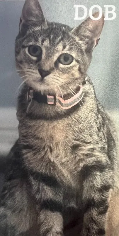 Tortellini thumbnail 3