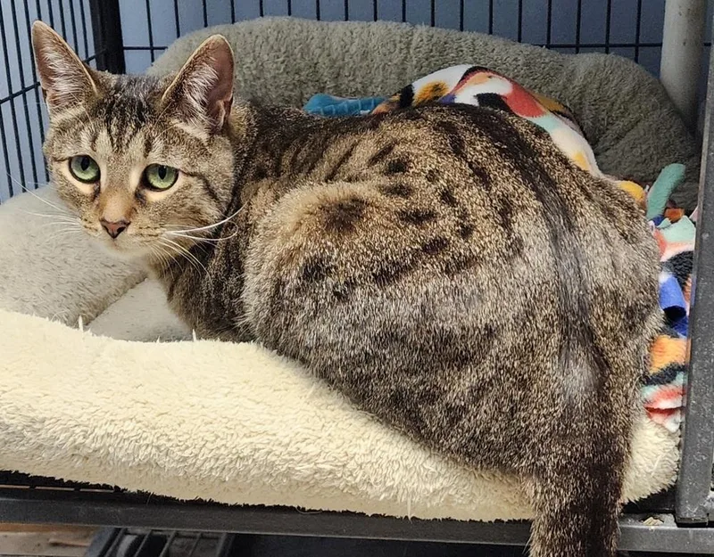 Tortellini thumbnail 4