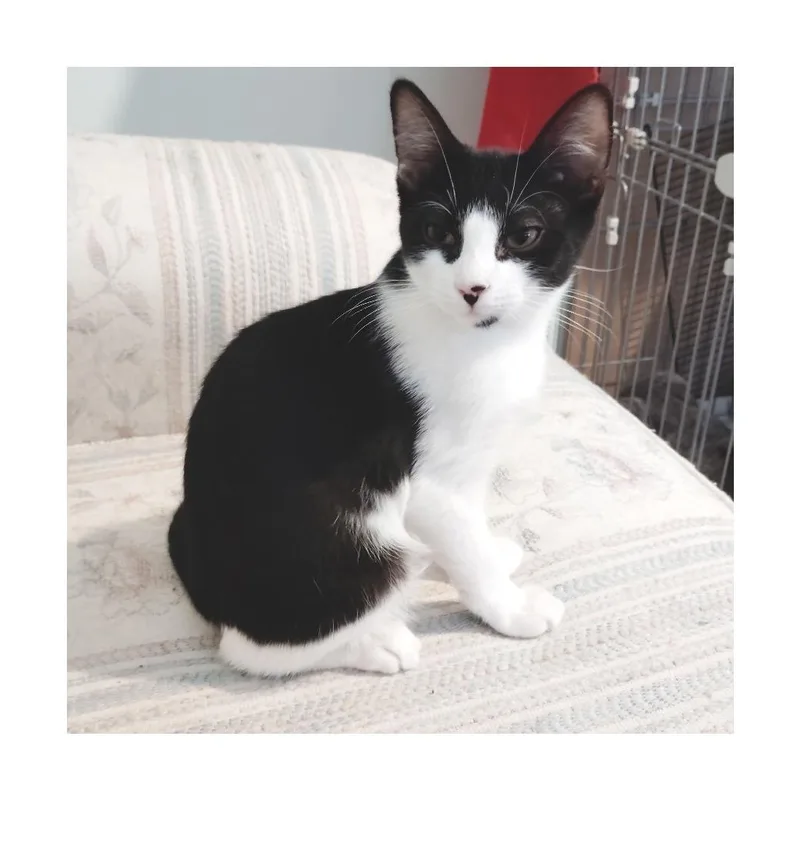 A baby small-sized male White Domestic Short Hair cat named Enzo for adoption in San Pedro, CA