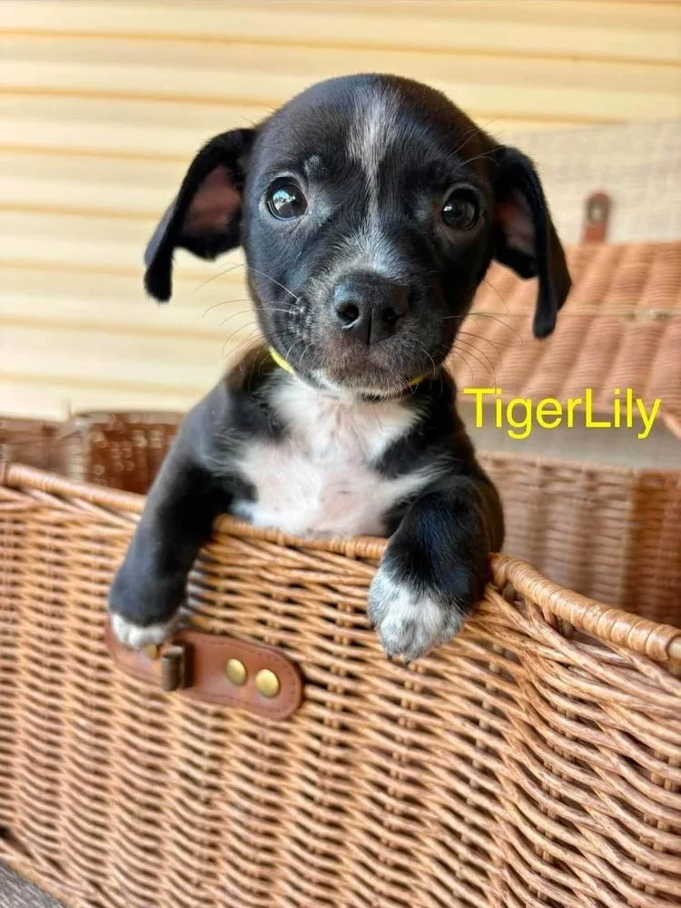 A baby small-sized female Tricolor (Brown, Black, & White) Chihuahua dog named Tiger Lily for adoption in Shawnee, OK