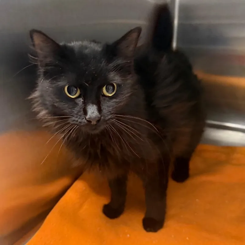 A young medium-sized female Domestic Medium Hair cat named Jet for adoption in Spokane, WA