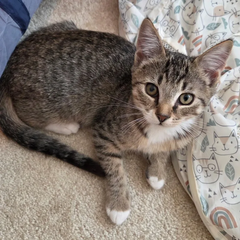 A baby medium-sized male Tabby (Brown / Chocolate) Domestic Short Hair cat named Eli for adoption in Sewell, NJ