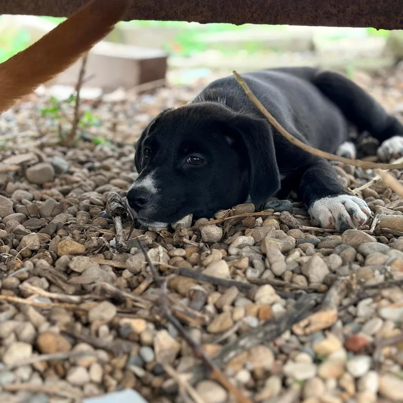 A young medium-sized male Black German Shepherd Dog dog named Sleepy for adoption in Mokena, IL