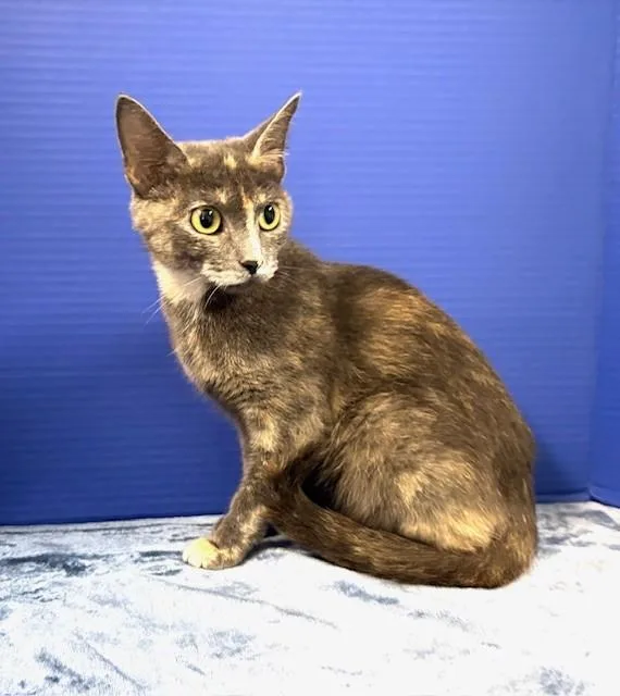 A young medium-sized female Dilute Calico Domestic Medium Hair cat named Minute for adoption in Hawk Point, MO