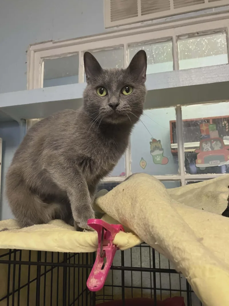 A baby large-sized female Gray / Blue / Silver Domestic Short Hair cat named Josie for adoption in Gladwin, MI