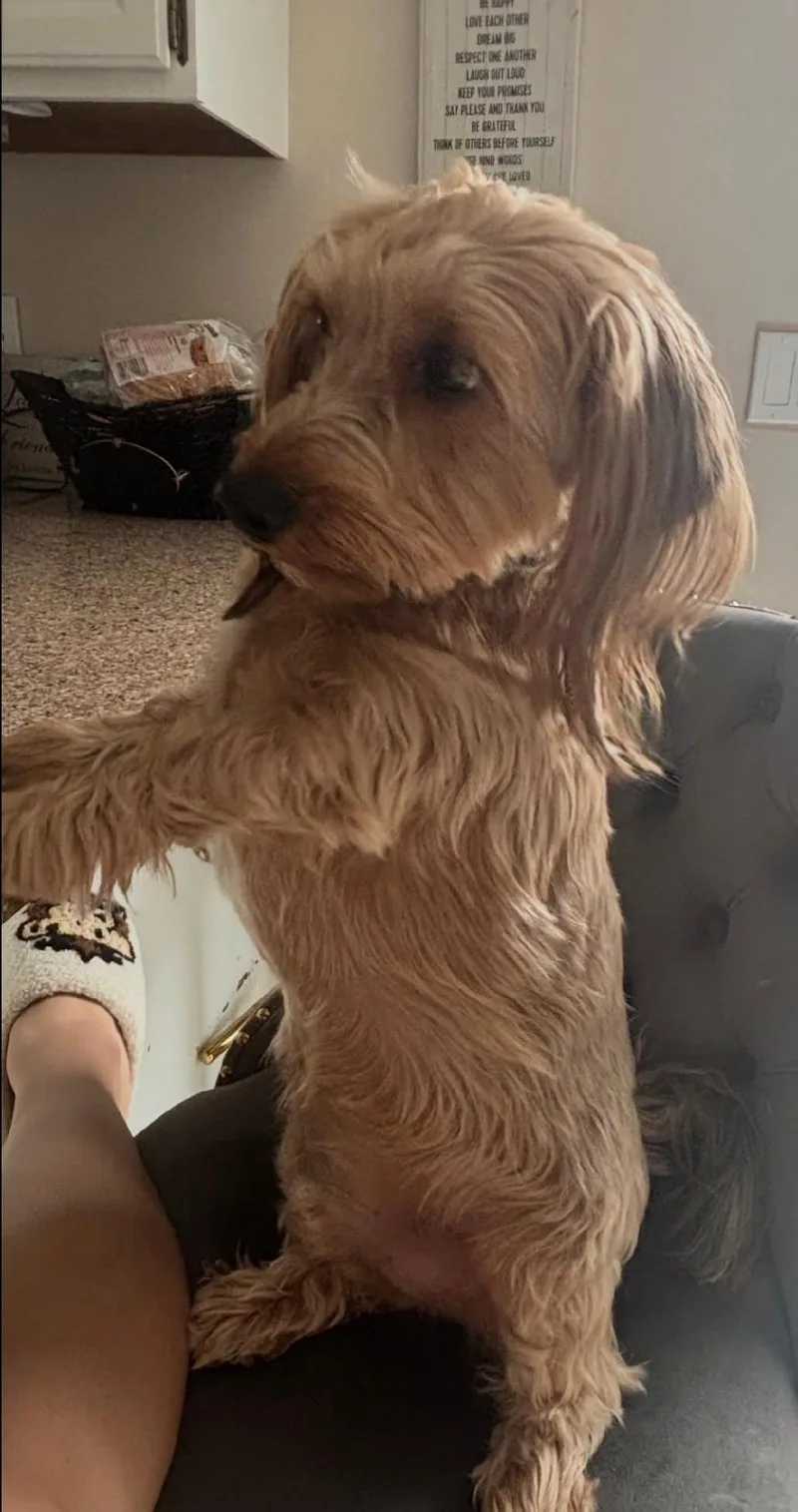 An adult small-sized male Yellow / Tan / Blond / Fawn Yorkshire Terrier dog named Poppi for adoption in East Brunswick, NJ