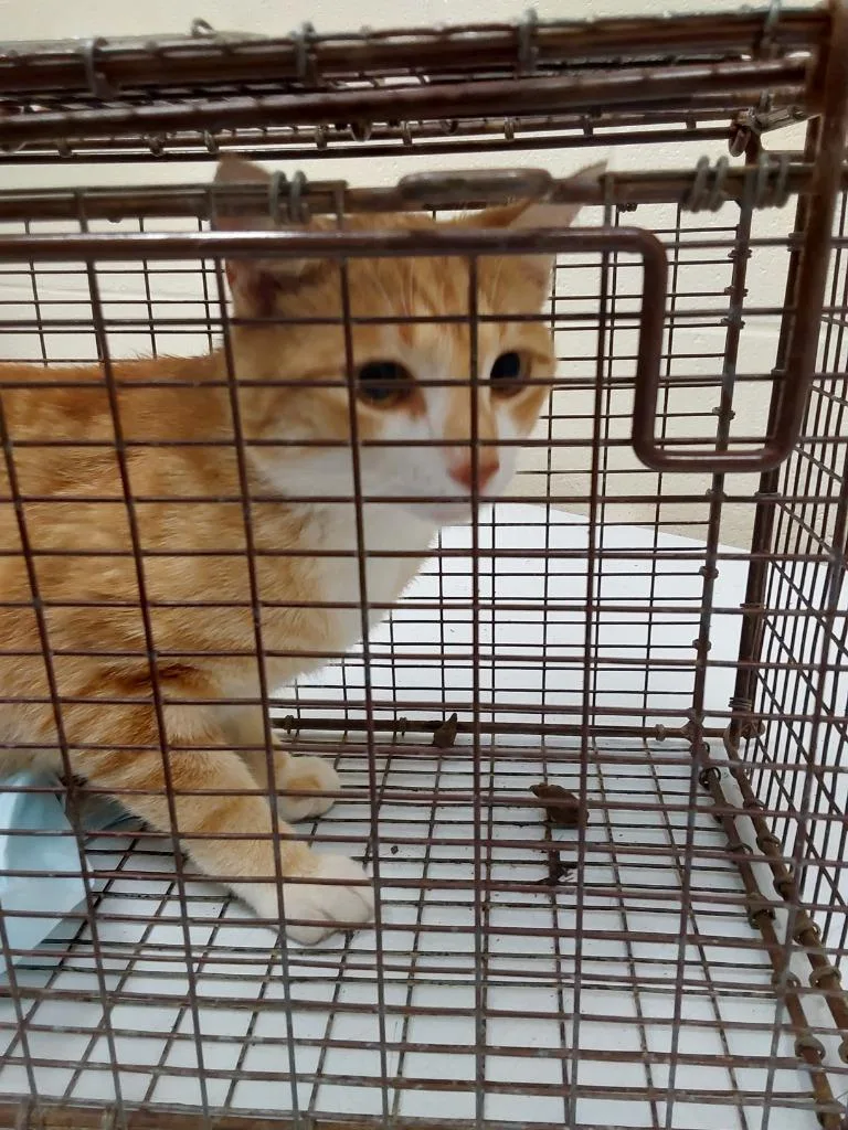 A young small-sized male Domestic Short Hair cat named "Joji for adoption in Winder, GA