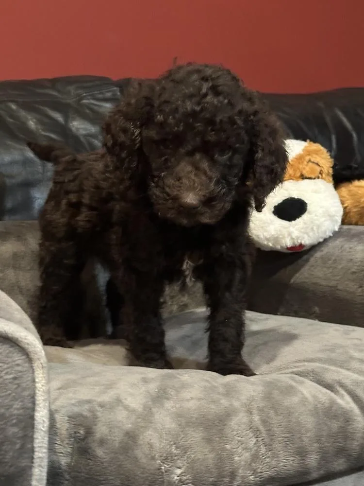 A baby large-sized male Brown / Chocolate Aussiedoodle dog named Hank for adoption in Milton, GA