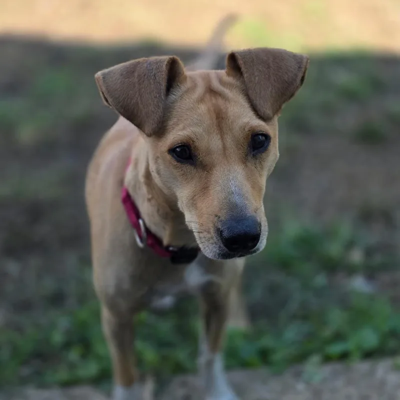 An adult medium-sized female Yellow / Tan / Blond / Fawn Mixed Breed dog named Bailey for adoption in Pasadena , MD