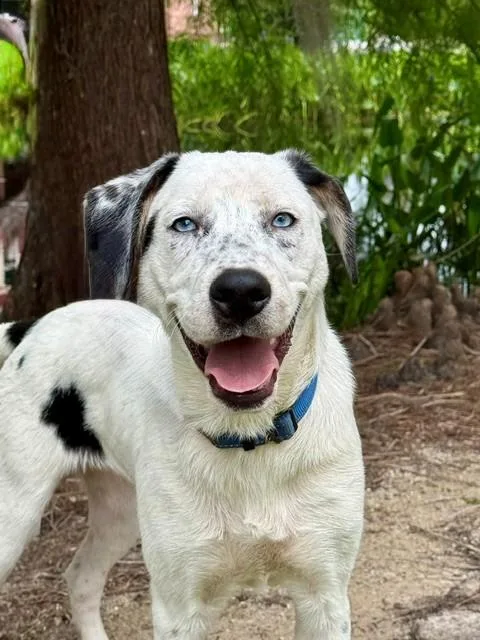 A young medium-sized male Harlequin Catahoula Leopard Dog dog named Luke for adoption in Unionville, CT
