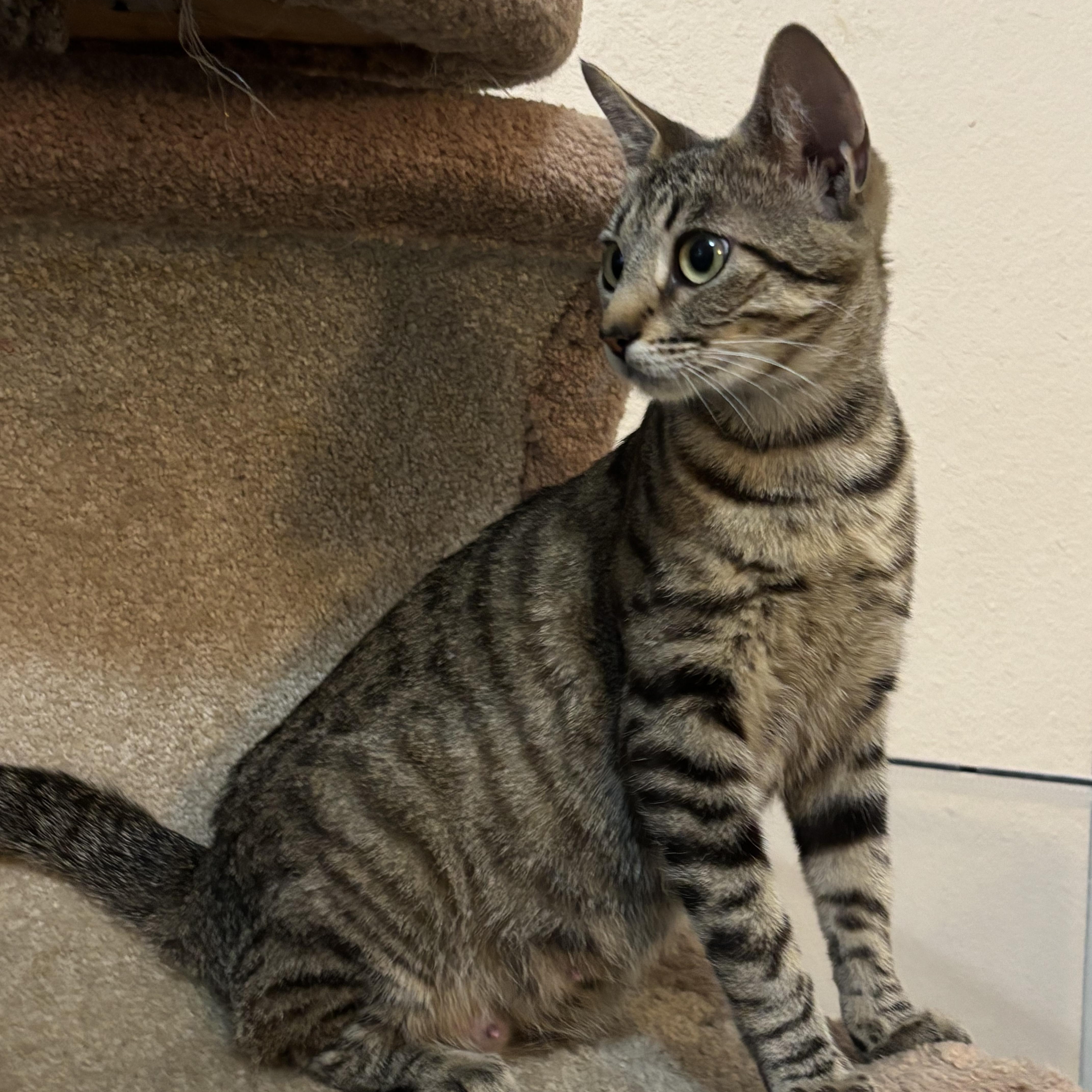 A young medium-sized female Black Tabby cat named Tilly for adoption in San Juan Capistrano, CA