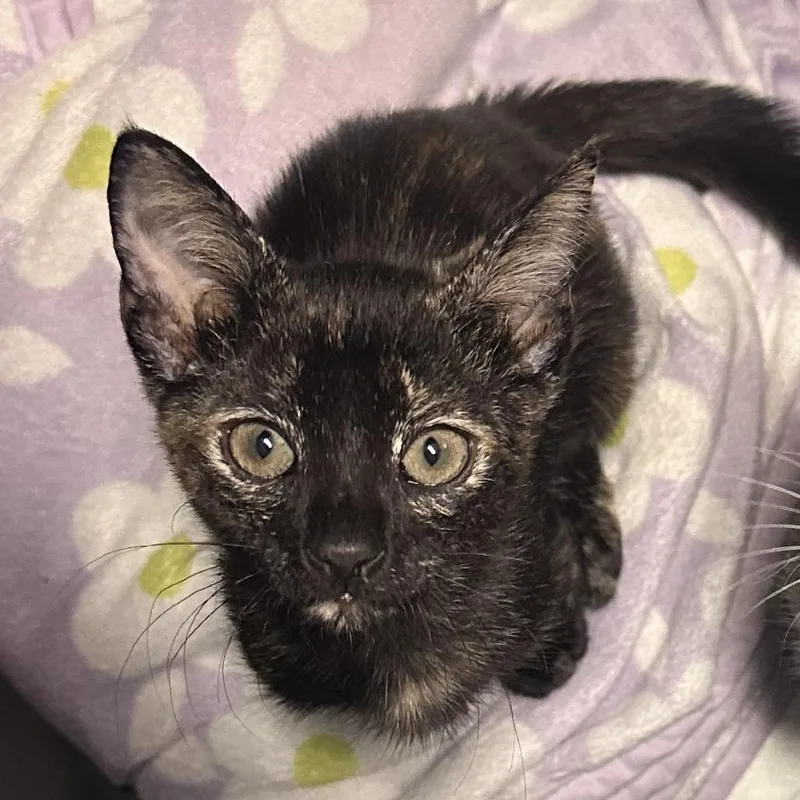 A baby small-sized female Tortoiseshell Domestic Short Hair cat named Chia for adoption in North Port, FL