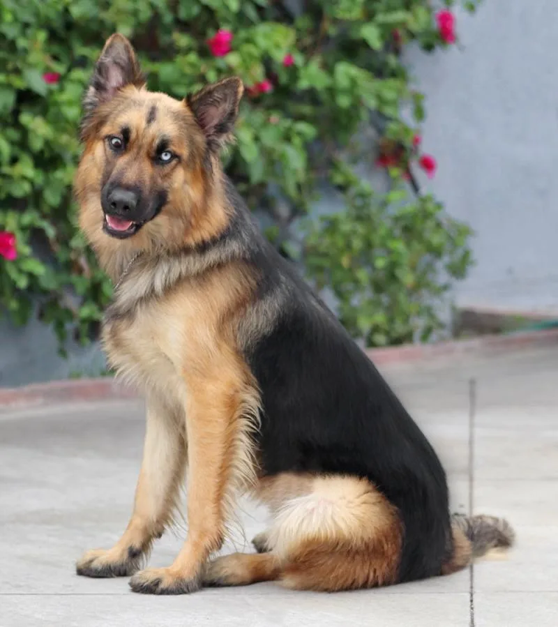 A young large-sized male Black German Shepherd Dog dog named Sheppy von Scheden for adoption in Los Angeles, CA