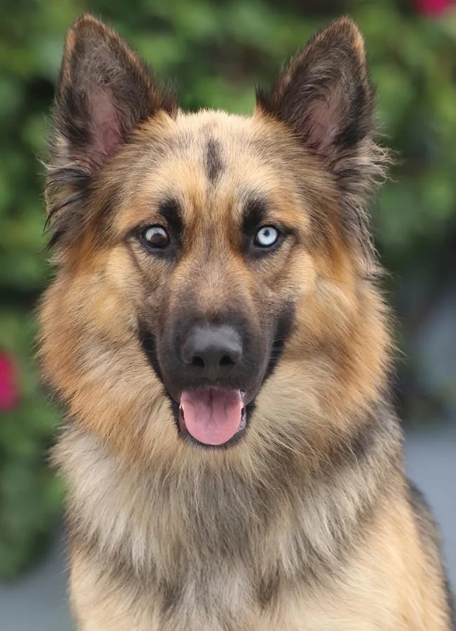 Sheppy von Scheden thumbnail 3