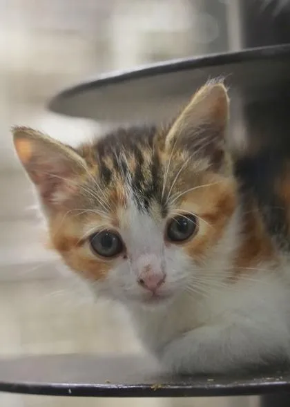 A young small-sized female Domestic Short Hair cat named Tapatio for adoption in Aiken, SC