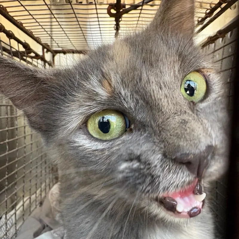 An adult medium-sized female Tortoiseshell Domestic Medium Hair cat named Equinox for adoption in Milton, FL