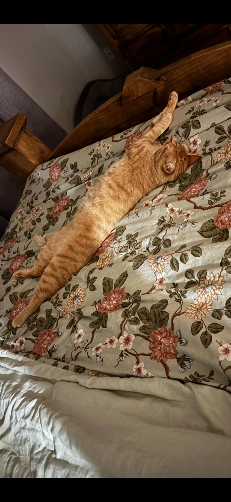Cooper