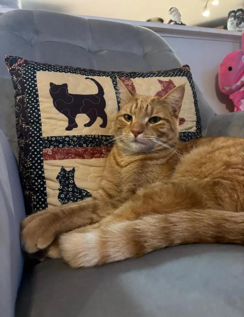 Cooper thumbnail 3