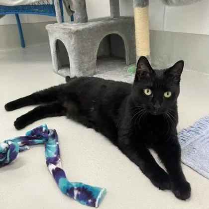 A senior medium-sized female Domestic Short Hair cat named Ambers for adoption in Quakertown, PA
