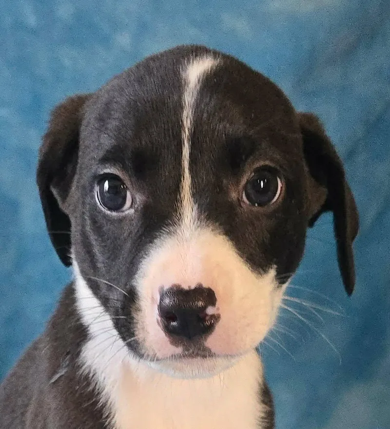 A baby medium-sized male Black Terrier dog named Hemlock for adoption in Newport, TN