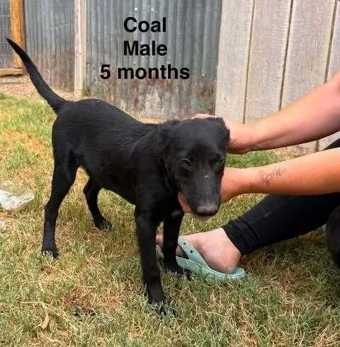 Coal Ember