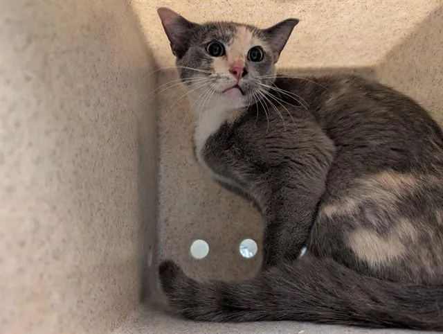 An adult medium-sized female Domestic Short Hair cat named A for adoption in Moreno Valley, CA