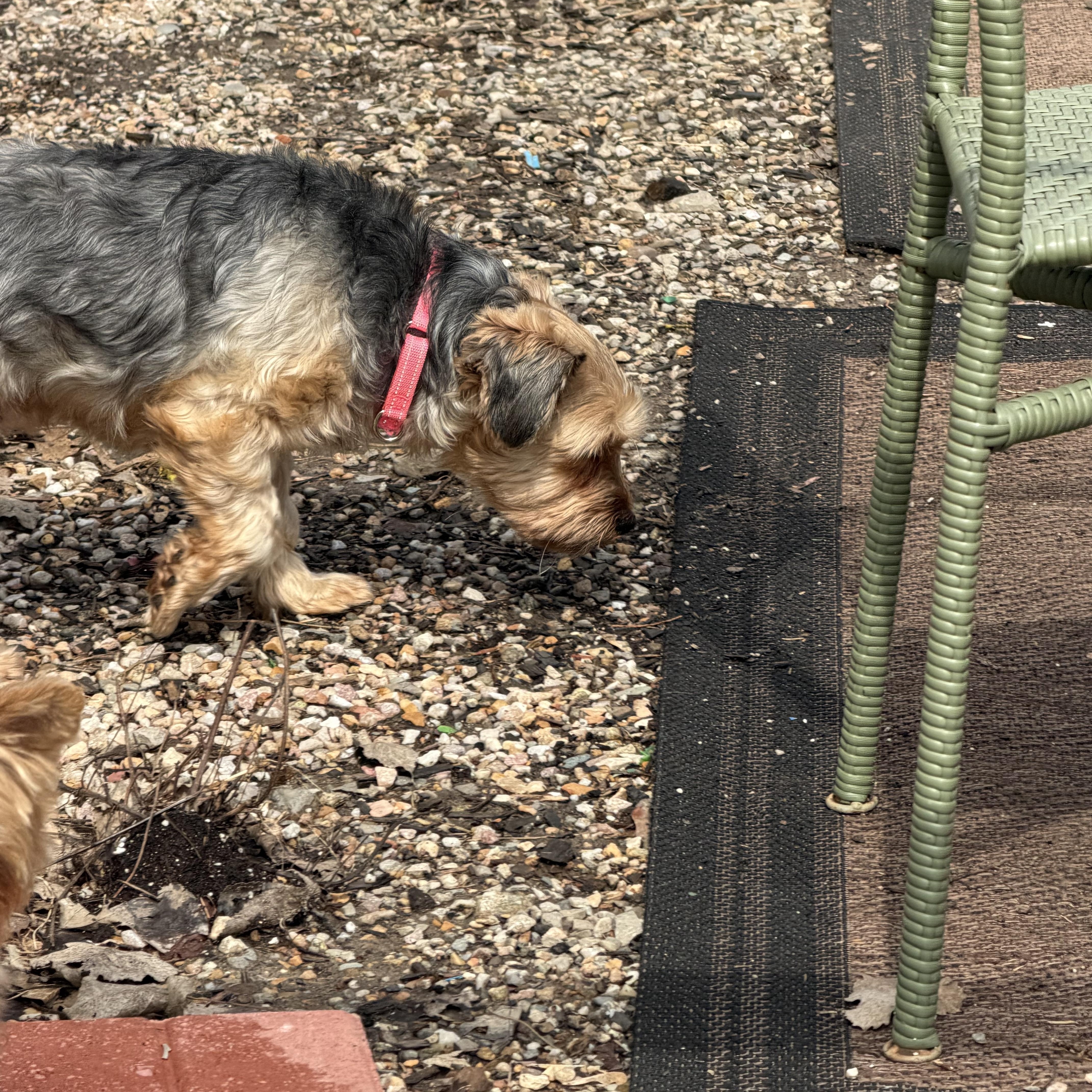 Ashyorkshire Terrier