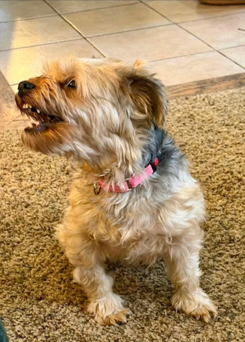 Ashyorkshire Terrier thumbnail 2