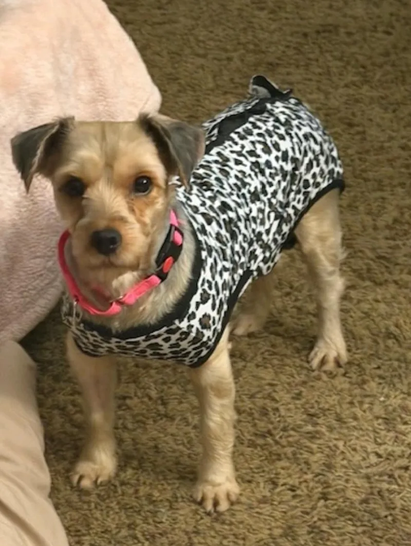 Ashyorkshire Terrier thumbnail 3