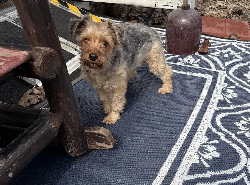 Ashyorkshire Terrier thumbnail 4