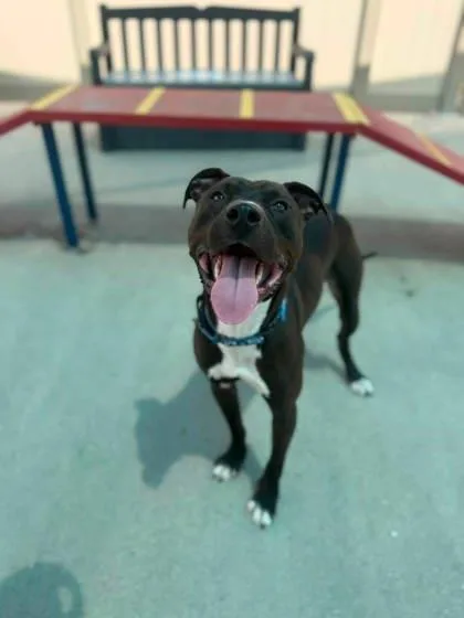 An adult medium-sized male Terrier dog named Rafa for adoption in Shawano, WI
