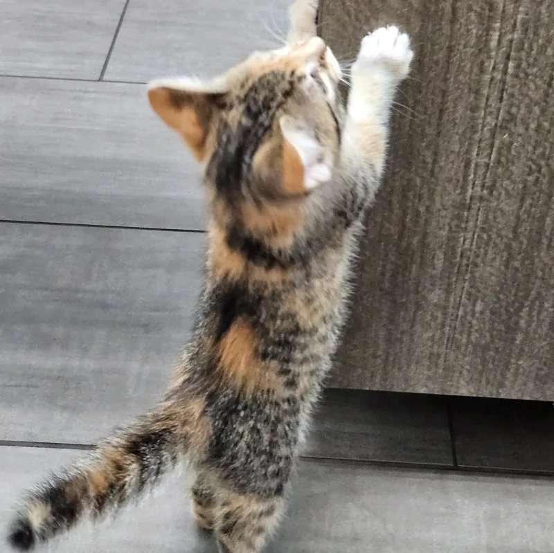 A baby medium-sized female Calico cat named Patches for adoption in Joliet, IL