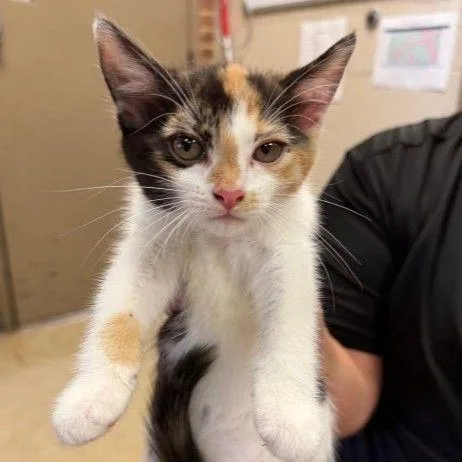 A baby small-sized female Calico Domestic Short Hair cat named Marbles for adoption in Newark, DE
