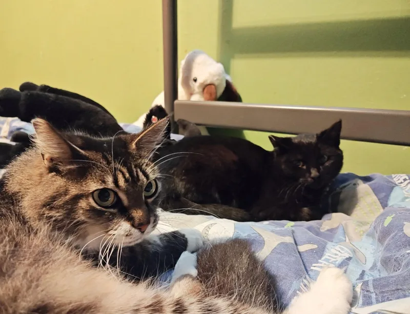 Spinel  Coal thumbnail 2