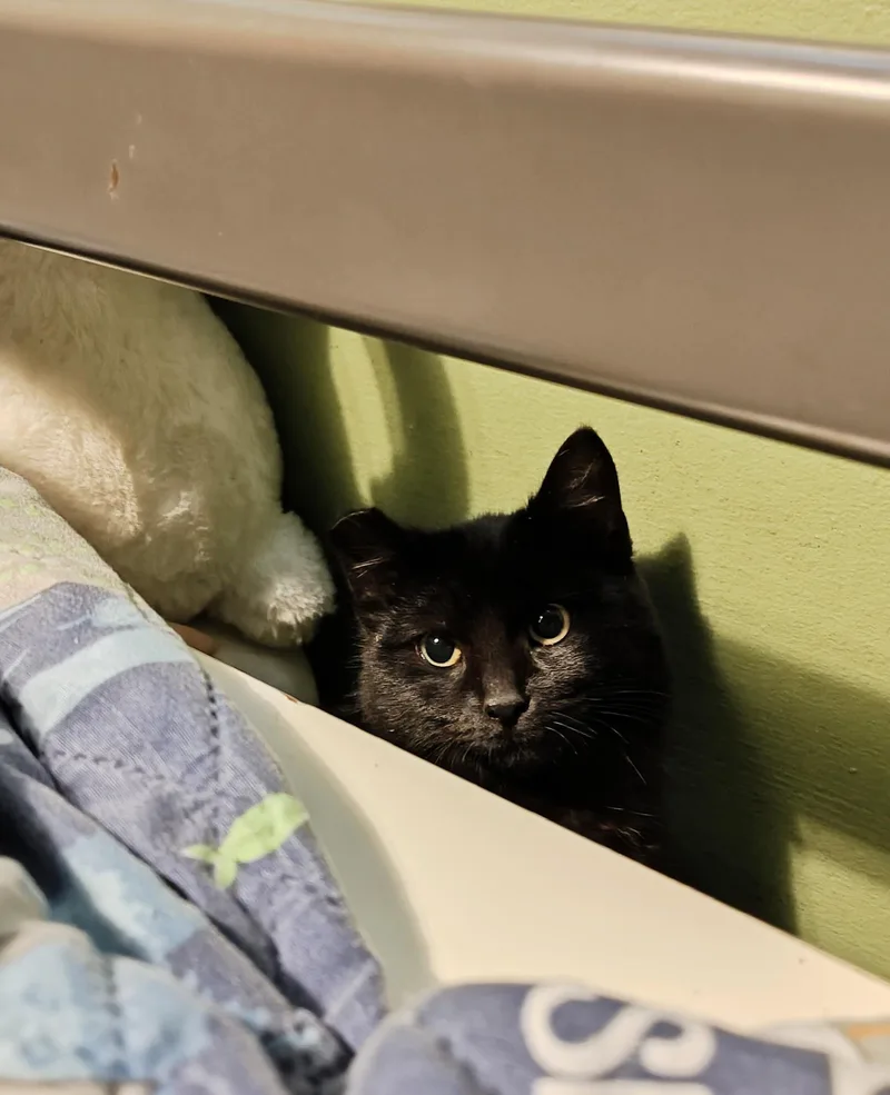 Spinel  Coal thumbnail 3