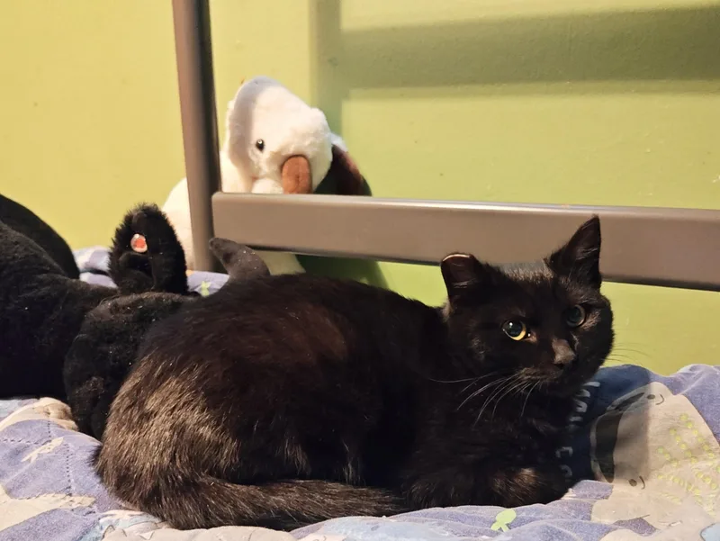 A baby medium-sized female Black Domestic Short Hair cat named Spinel  Coal for adoption in Des Moines , WA