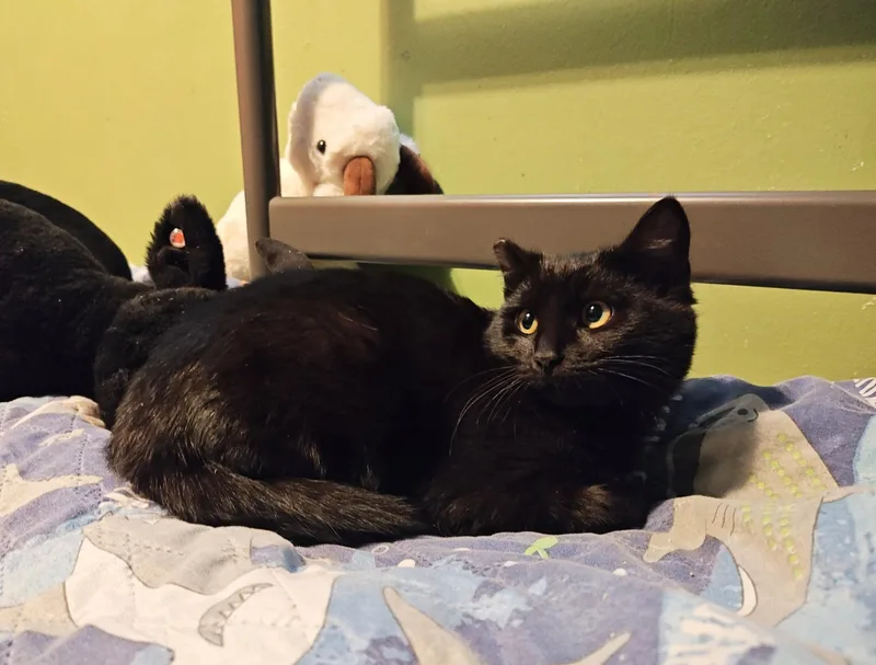 Spinel  Coal thumbnail 4