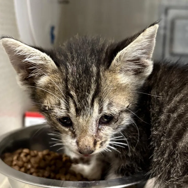 A baby small-sized male Gray / Blue / Silver Domestic Medium Hair cat named Marcos for adoption in Yuma, AZ