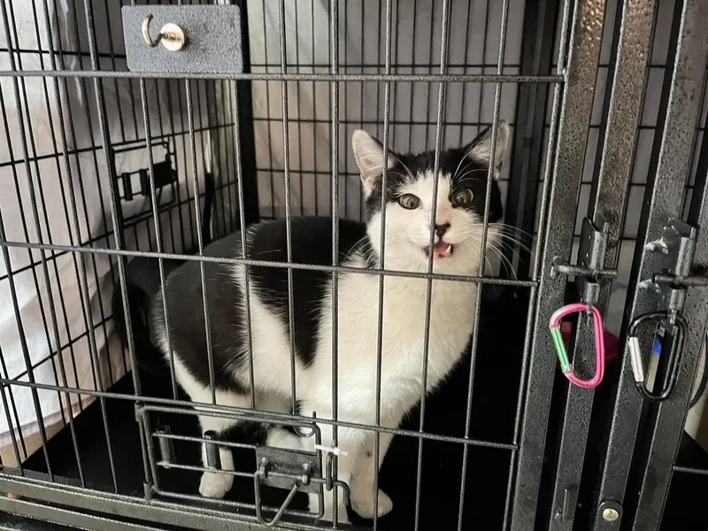 A young small-sized female Black & White / Tuxedo Domestic Short Hair cat named Cookie for adoption in Virginia Beach, VA